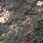 Placynthium nigrum