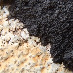 Placynthium nigrum