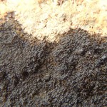 Placynthium nigrum