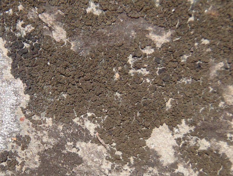 Placynthium pannariellum