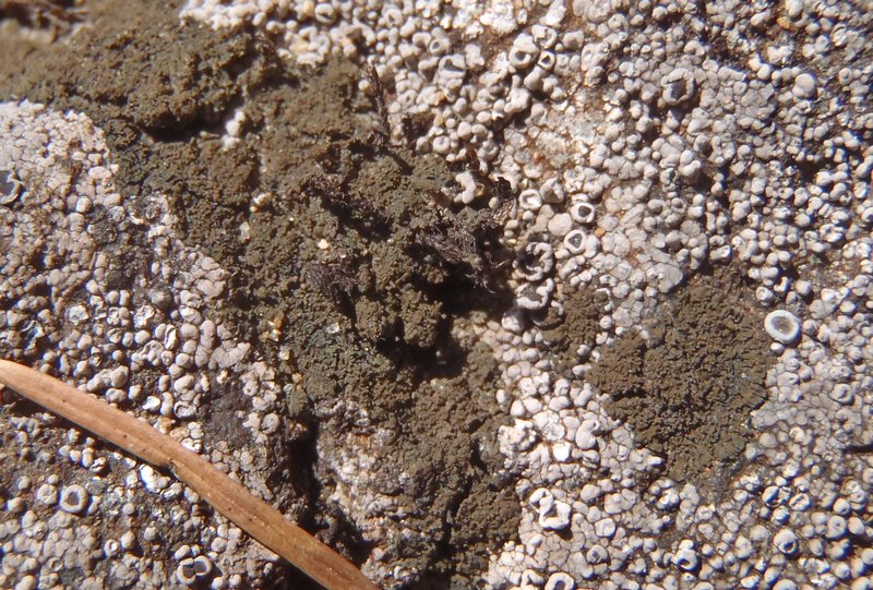 Placynthium pannariellum