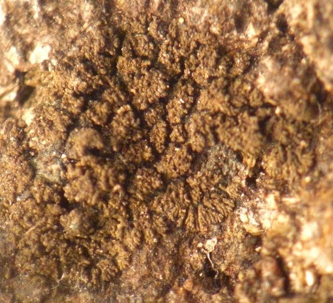 Placynthium pannariellum