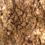 Placynthium pannariellum