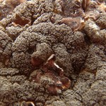 Placynthium pulvinatum