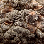 Placynthium pulvinatum