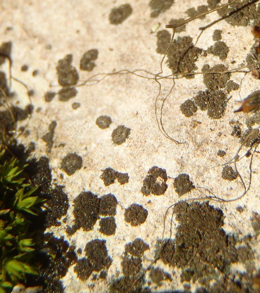 Placynthium stenophyllum var. isidiatum