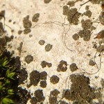 Placynthium stenophyllum var. isidiatum