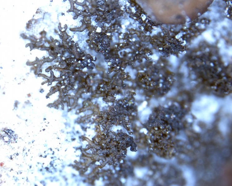 Placynthium stenophyllum var. isidiatum