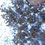 Placynthium stenophyllum var. isidiatum
