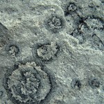 Placynthium subradiatum