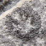 Placynthium subradiatum