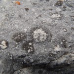 Placynthium subradiatum