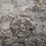 Placynthium subradiatum