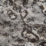 Placynthium subradiatum
