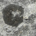 Placynthium subradiatum