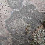 Placynthium tantaleum