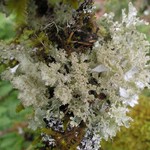 Platismatia glauca