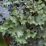 Platismatia glauca