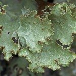 Platismatia glauca