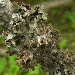 Platismatia glauca