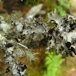 Platismatia glauca