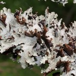 Platismatia glauca
