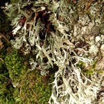 Platismatia herrei