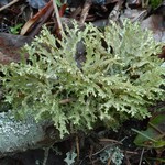 Platismatia herrei