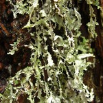 Platismatia herrei