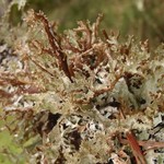 Platismatia herrei