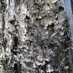 Platismatia lacunosa