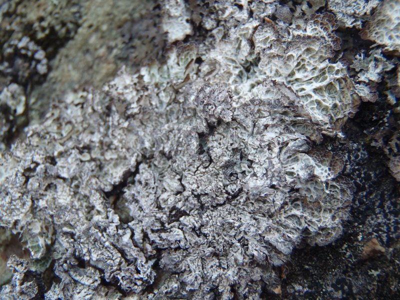 Platismatia lacunosa