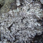 Platismatia lacunosa