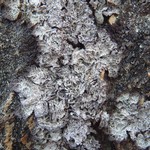 Platismatia lacunosa