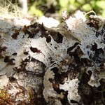 Platismatia lacunosa