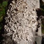 Platismatia lacunosa