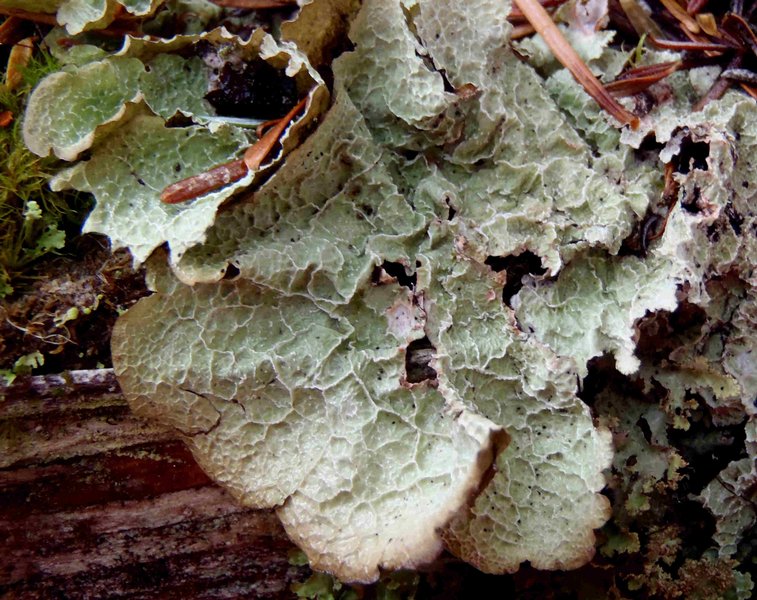 Platismatia norvegica