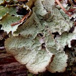Platismatia norvegica