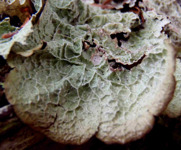 Platismatia norvegica