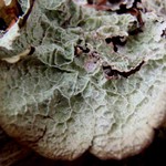 Platismatia norvegica