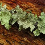 Platismatia norvegica
