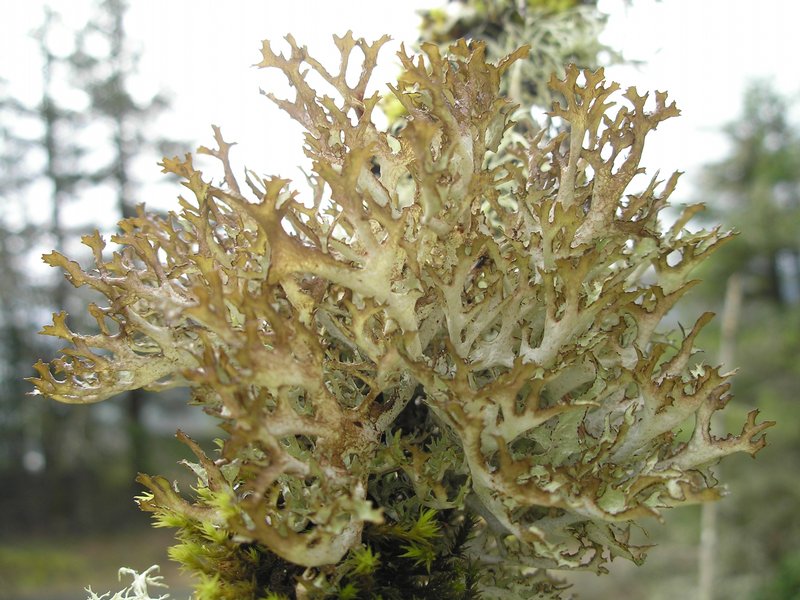 Platismatia stenophylla