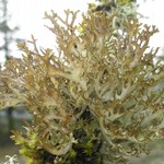 Platismatia stenophylla