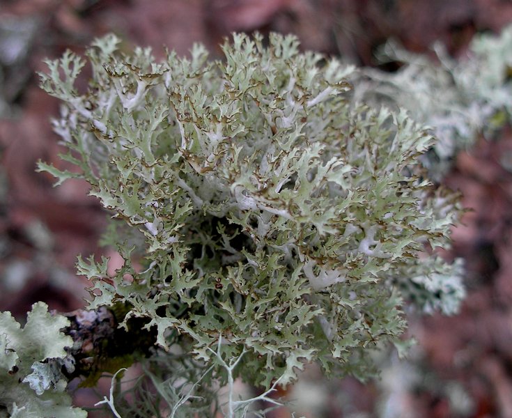 Platismatia stenophylla