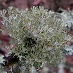 Platismatia stenophylla