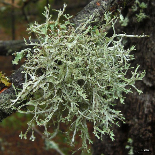 Platismatia stenophylla