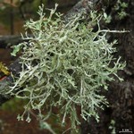 Platismatia stenophylla