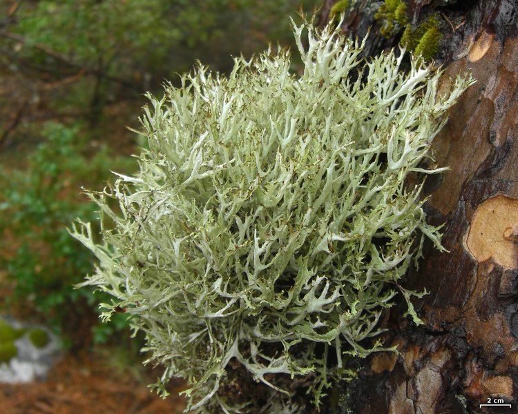 Platismatia stenophylla