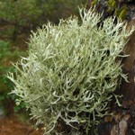Platismatia stenophylla
