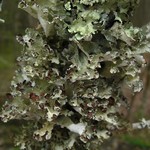 Platismatia tuckermanii